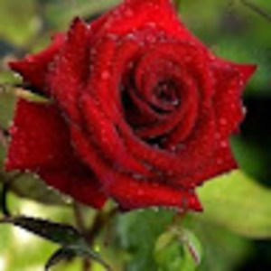 Meet your Posher, Carmen